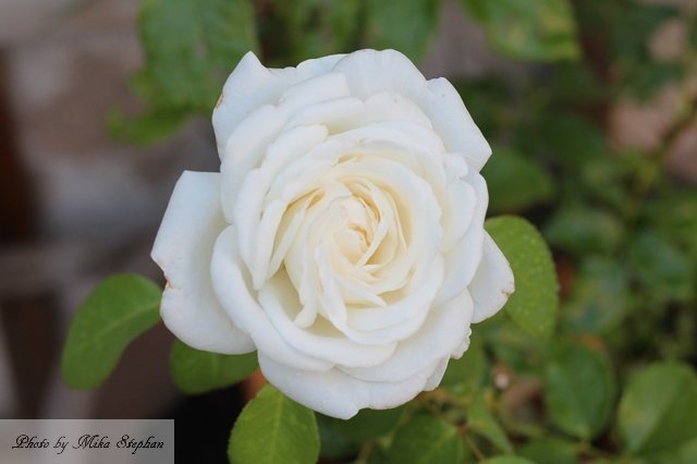 我が家の白い薔薇たち12種 前半 南仏プロヴァンスで 理想のガーデンづくり