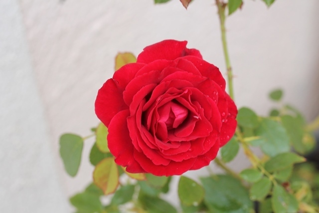 我が家の赤い薔薇6種 レッド パフューム チェリーボニカ パトリック プワヴル ダヴォアetc 南仏プロヴァンスで 理想のガーデンづくり