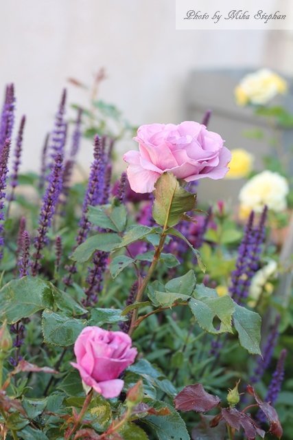 我が家の紫系の薔薇2種 ボッシュエ エイグル ドゥ モー ミステリゥーズ 南仏プロヴァンスで 理想のガーデンづくり